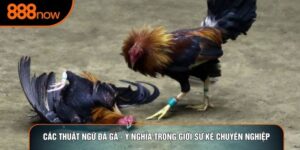 Các Thuật Ngữ Đá Gà - Ý Nghĩa Trong Giới Sư Kê Chuyên Nghiệp