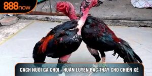 Cách Nuôi Gà Chọi - Huấn Luyện Bậc Thầy Cho Chiến Kê