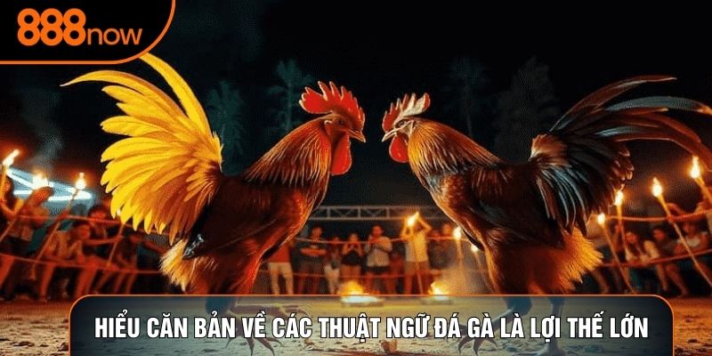Hiểu căn bản về Các Thuật Ngữ Đá Gà là lợi thế lớn