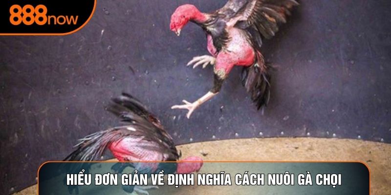 Hiểu đơn giản về định nghĩa cách nuôi gà chọi