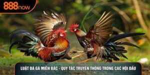 Luật Đá Gà Miền Bắc - Quy Tắc Truyền Thống Trong Các Hội Đấu