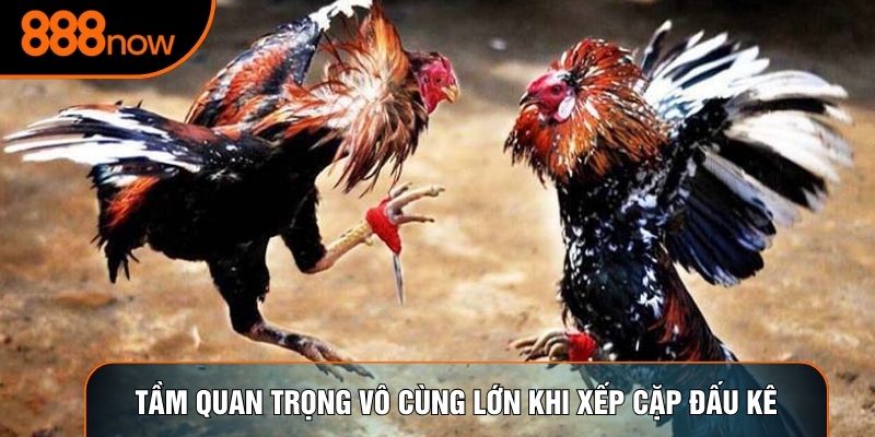 Tầm quan trọng vô cùng lớn khi xếp cặp đấu kê