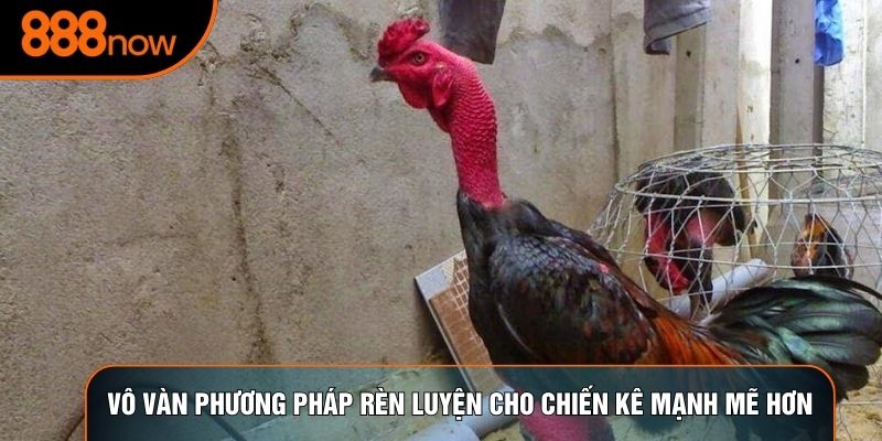 Vô vàn phương pháp rèn luyện cho chiến kê mạnh mẽ hơn