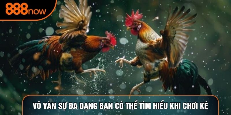 Vô vàn sự đa dạng bạn có thể tìm hiểu khi chơi kê